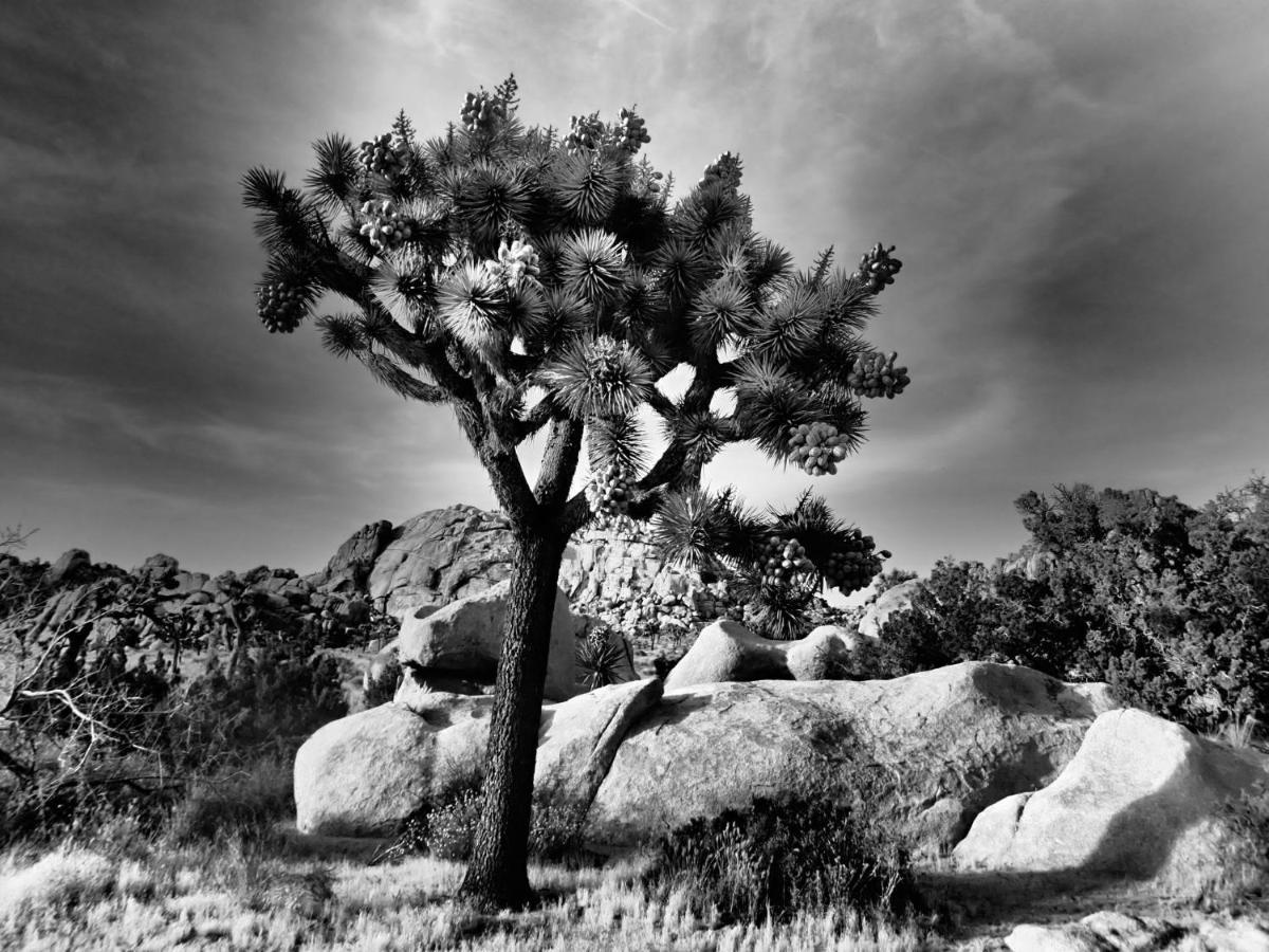 Hébergement de vacances Casa Luisa Joshua Tree